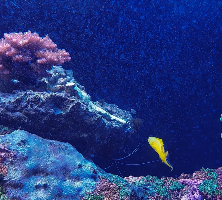 Aquarium Dive (Columbia,&nbspSC)
